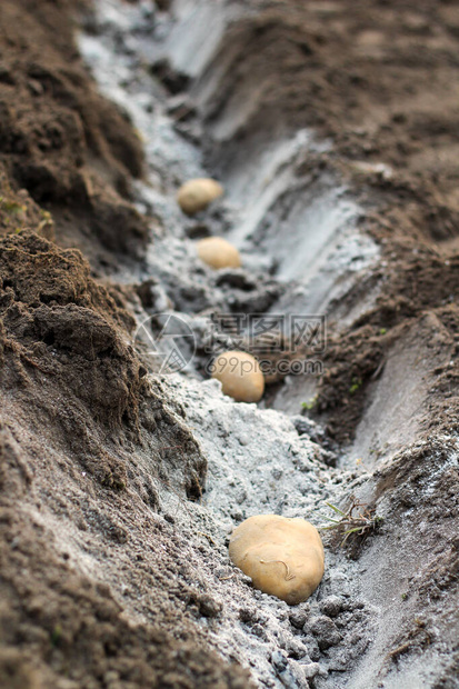 烟灰化洞中连续埋设的土豆在花园里春种马图片