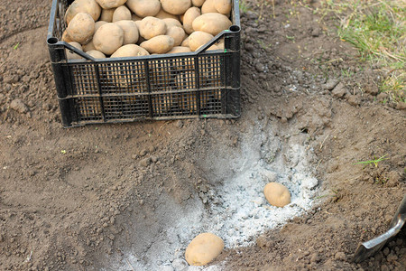 烟灰化洞中连续埋设的土豆在花园里春种马图片