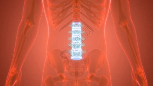 人体骨骼系统解剖学的脊柱3D图片