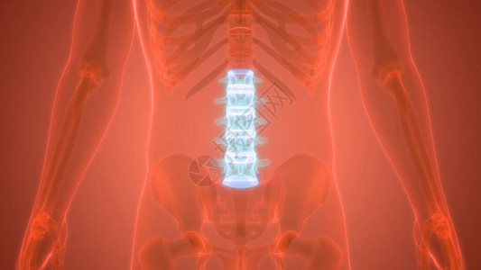 人体骨骼系统解剖学的脊柱3D图片