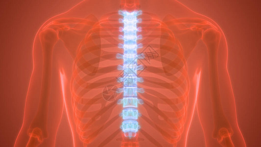 人类骨骼系统解剖学3D的图片