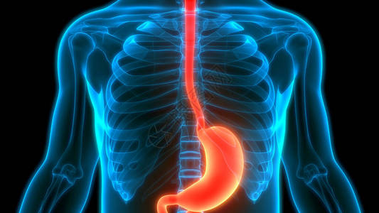 人体消化系统胃解剖学3d图片素材