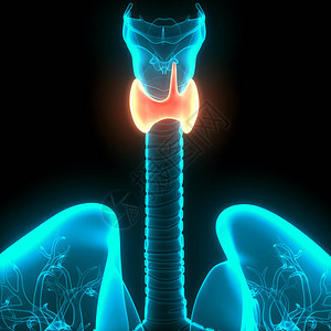 人体身Glands甲状腺甘地图片