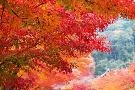 花园里的橙色枫叶有文字的复制空间秋季的自然背景和色彩鲜图片