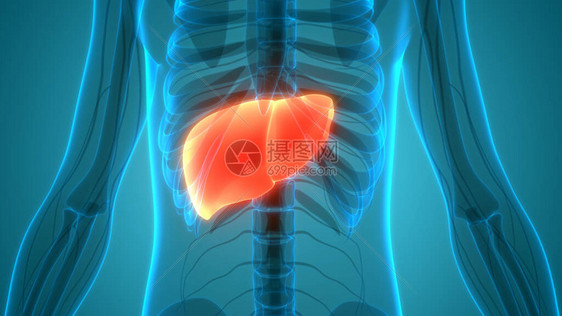 人体内消化器官肝脏解剖图片