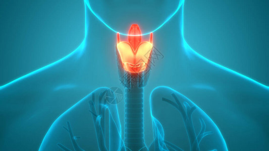 人体身Glands甲状腺甘地图片