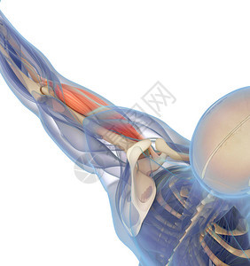 从解剖学上说明人体的两肢肌图片