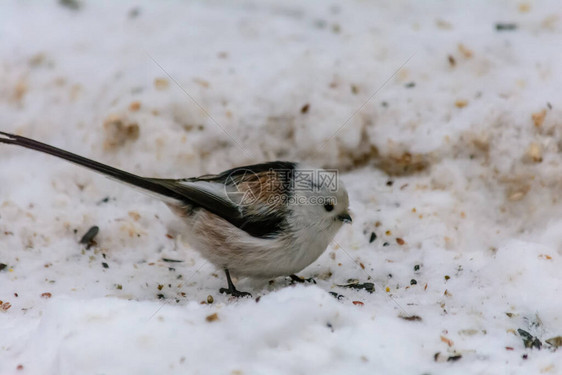 在雪地上贴在饲料周围的图片