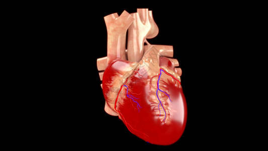 人体循环系统心脏解剖3D图片