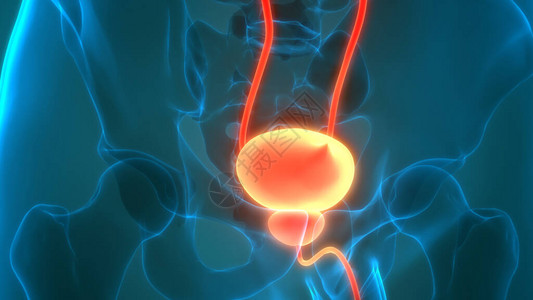 人体器官膀胱3D高清图片