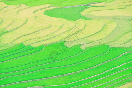 水稻田配有绿色组合图片