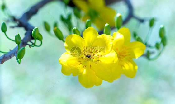 黄杏花绽放芬芳的花瓣预示着春天来了这是图片