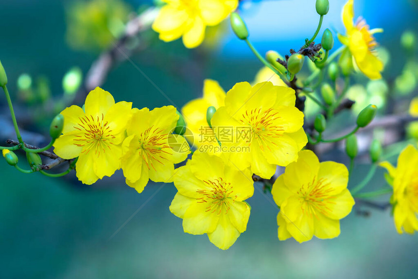 黄杏花绽放芬芳的花瓣预示着春天来了这是图片