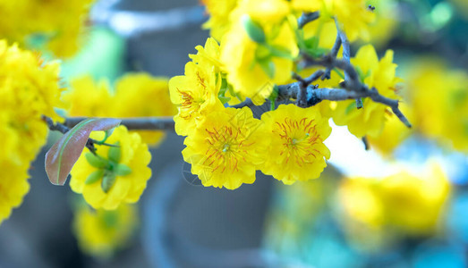 黄杏花绽放芬芳的花瓣预示着春天来了这是背景图片