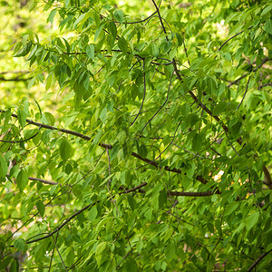 树枝有新鲜绿色叶子图片