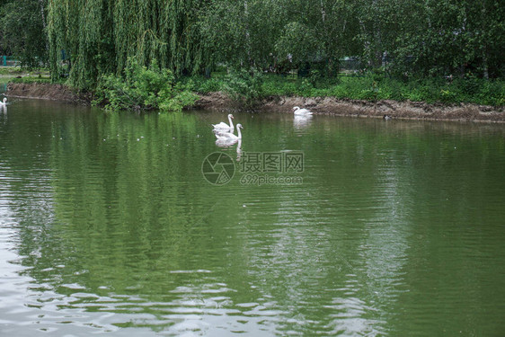 美丽的春天河鹅鸟在流动的大自然中早上和晚上的多彩景观前往世界上荒凉的地方用于设图片