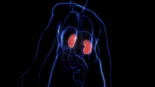 人体泌尿系统肾脏解剖学3D图片