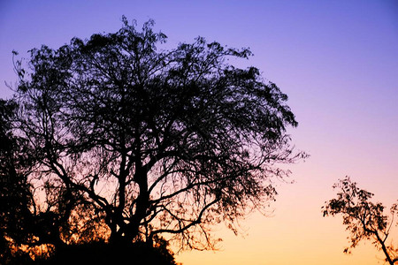 枯树枝枯树和枯枝傍晚的夕阳背景图片