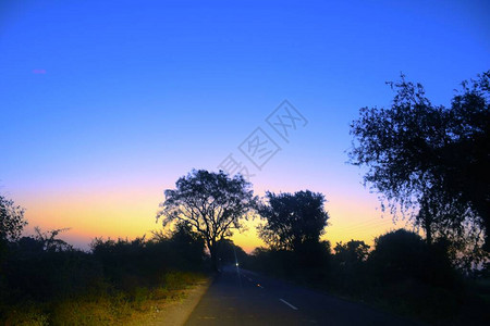 枯树枝枯树和枯枝傍晚的夕阳背景图片