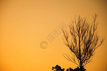 枯树枝枯树和枯枝傍晚的夕阳背景图片