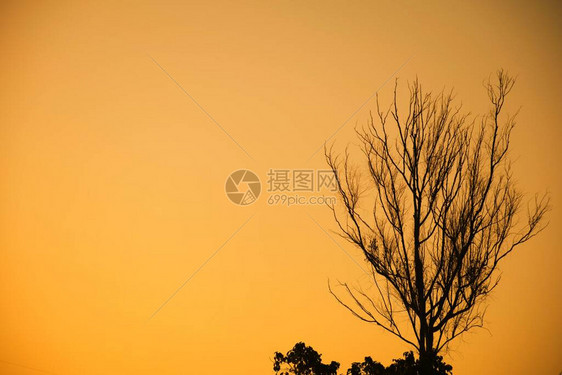 枯树枝枯树和枯枝傍晚的夕阳图片