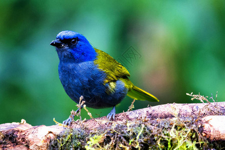 坐在绿色森林的树枝上南美洲哥伦比亚自然栖息地的热带唐纳雀自然绿色栖息图片