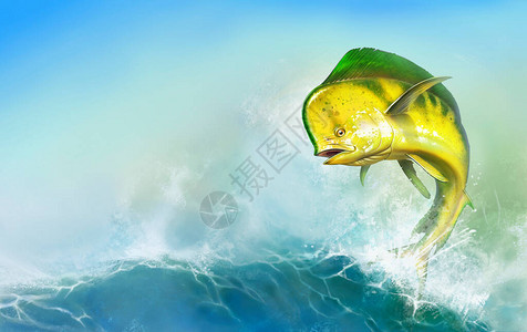 Mahimahi黄色或海浪上的鱼大多拉鱼黄绿色现实背景插图水平背景移动版本的海浪晴图片