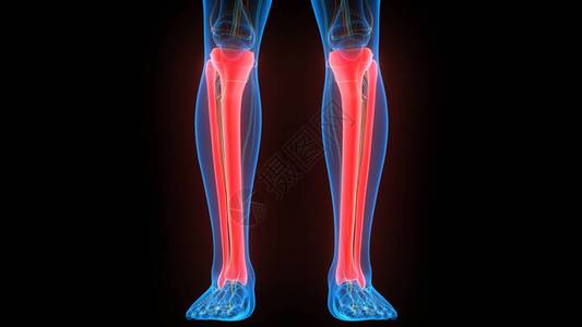 人类骨骼系统腿骨头结合解剖3图片
