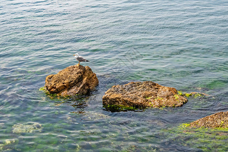 海鸥在大自然的岩石上图片
