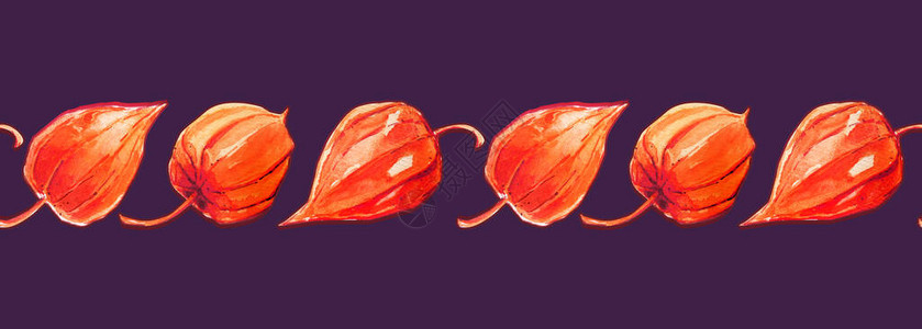 hysalis秋季图案水平边框橙色明亮简单水彩隔离图片