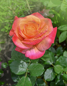玫瑰花瓣从黄色变成粉红色玫瑰横图片