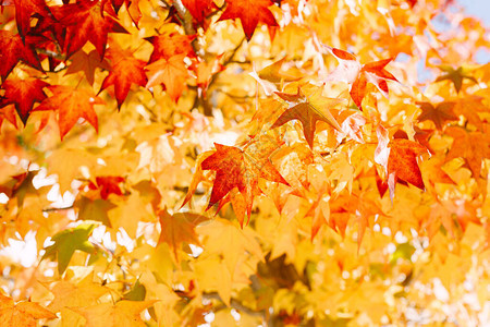 树上许多红色橙色和黄色枫叶的特写镜头火热的秋色图片