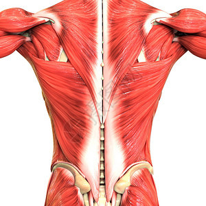 人体肌肉系统肌肉图片