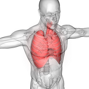 具有隔膜解剖的人体呼吸系图片