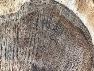 木质纹理背景木型图案原木的美丽模图片