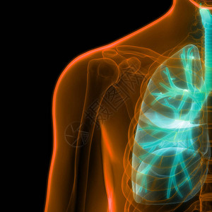 人体呼吸系统肺图片