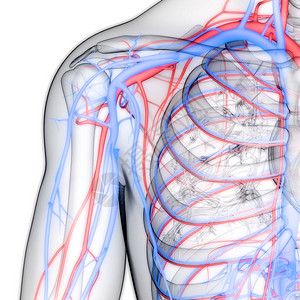 具有动脉和毒素解剖的人类循环图片