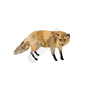 狐狸水彩图红狐鱼站在白底的孤立图片
