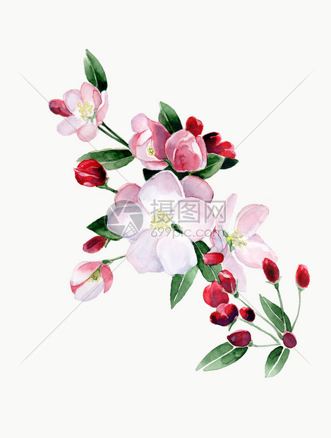 开花枝的水彩插图粉红色手绘玉兰花手绘自然画在白图片