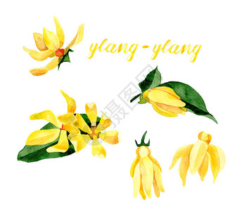 手绘叶子和黄色花朵隔离在白色背景上卡南加香菜草图片