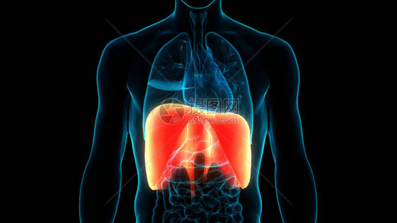 人体呼吸系统隔膜体图片