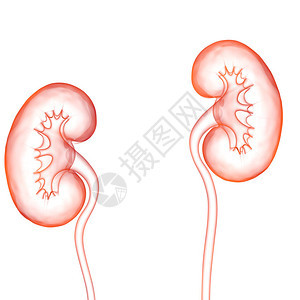 3D人类内脏系统肾上图片