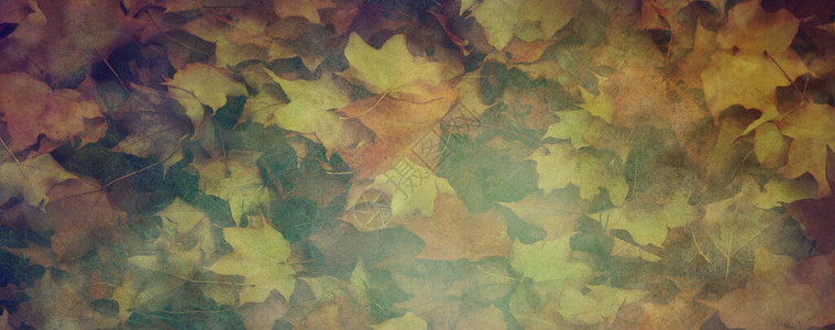 秋叶质朴的格朗基宽边框背景混合随机掉落的松脆老腐烂的树叶图片