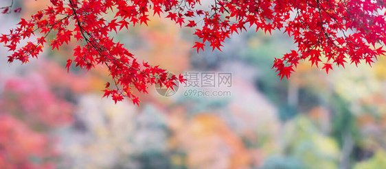 花园中的红色树叶图片