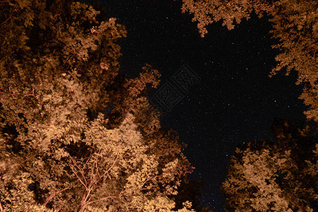 夜晚的星空在森林里背景图片