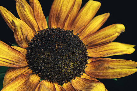 关闭在黑色的向日葵植物美丽的植物最小极简主义复古风格概念设图片