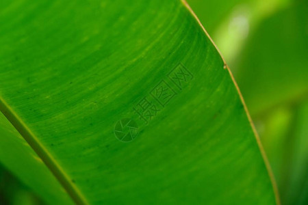 热带香蕉树叶质素图片