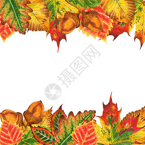 美丽的秋天框架由树叶制成橡树枫树桦树榆树和橡子的叶子秋天的插图在白色背景图片