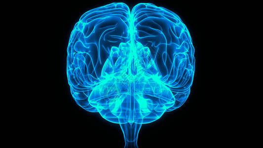 3d人类神经系统脑解剖中央图片素材