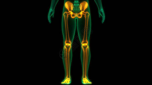 人体骨骼系统下林木图片